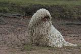 KOMONDOR 122